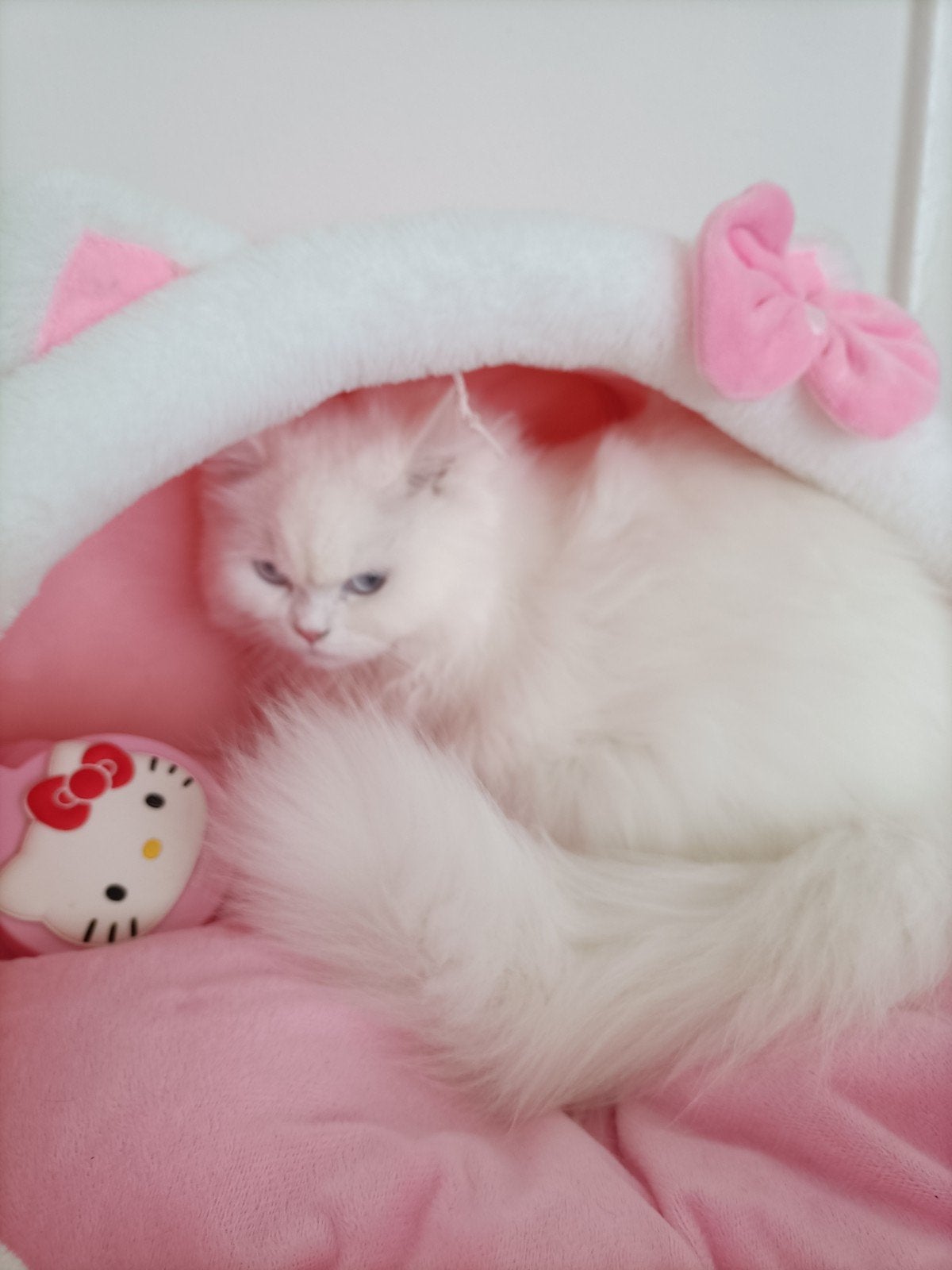 Kat, Poes, Langharig, 0 tot 2 jaar