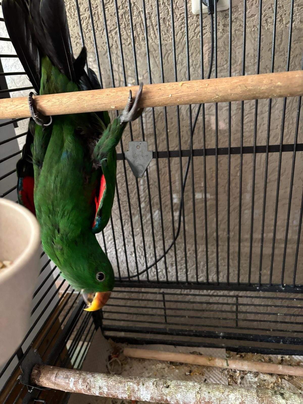 Jonge tamme edelpapegaai, Dieren en Toebehoren, Mannelijk, Papegaai, Geringd