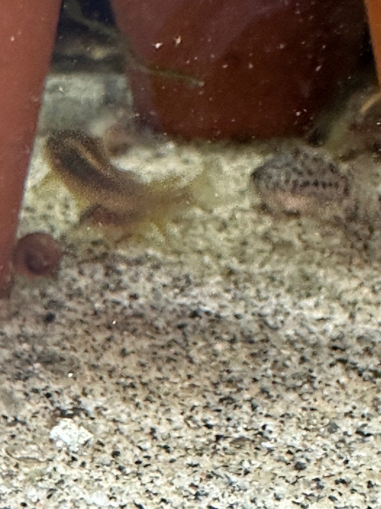 Corydoras Gold Laser, Dieren en Toebehoren, Vis, Zoetwatervis, Schoolvis