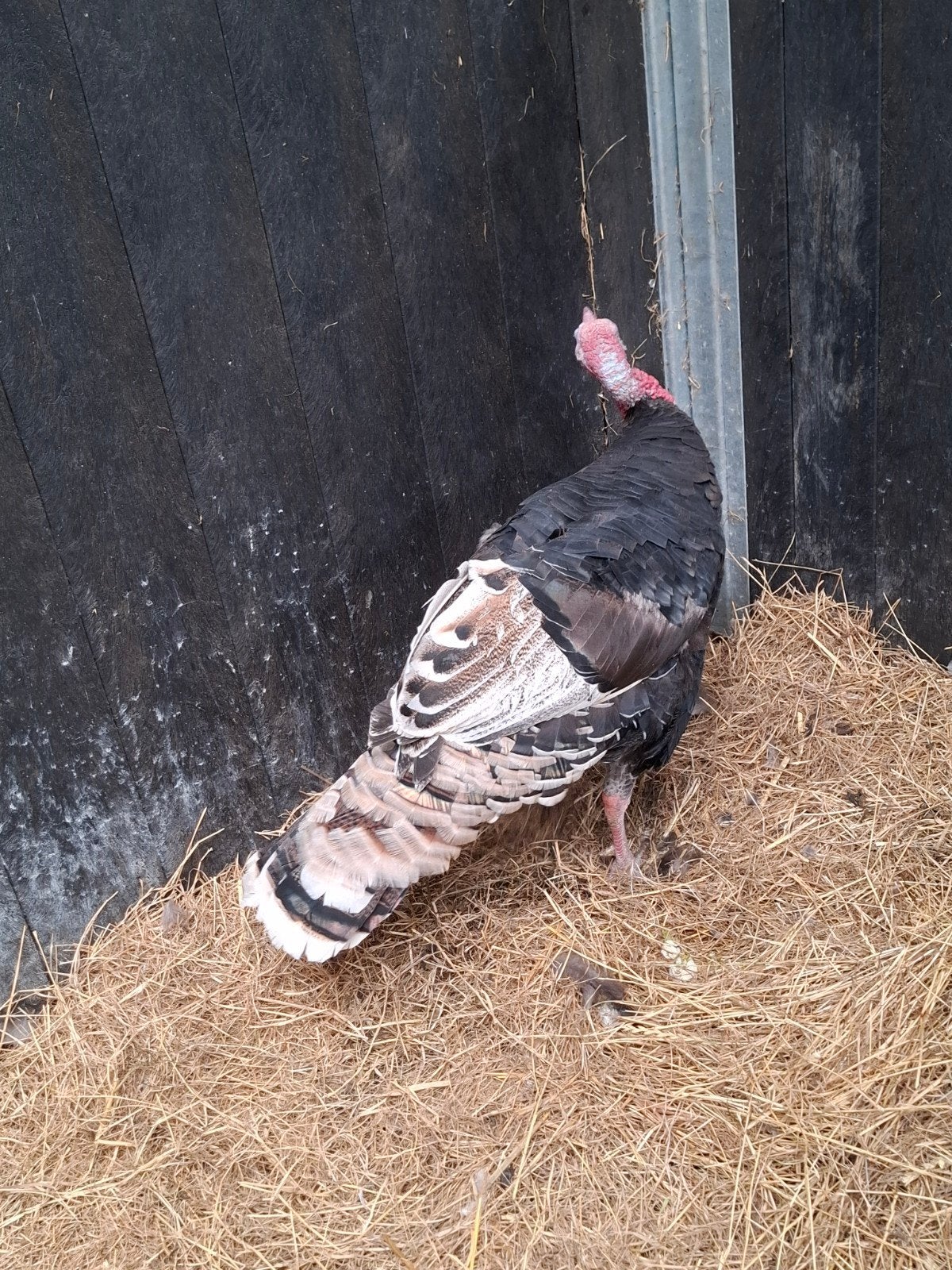 brons kalkoen haan., Dieren en Toebehoren, Mannelijk, Kalkoen