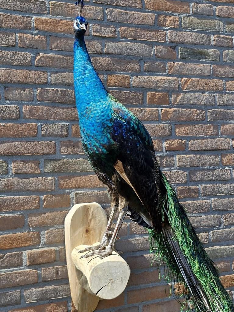 Een prachtige grote opgezette pauw om op te hangen!, Verzamelen, Ophalen, Nieuw, Overige soorten, Opgezet dier