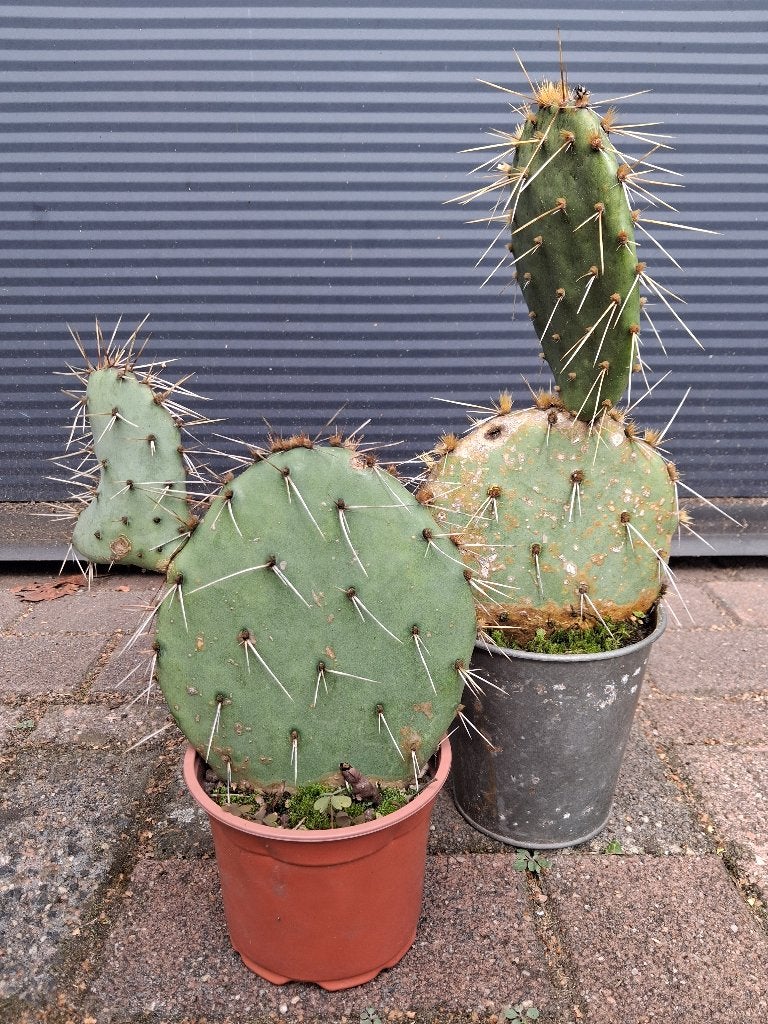 Opuntia Phaeacantha var. Major - Schijfcactus / Prickly Pear, Volle zon, Vaste plant, Zomer, Ophalen