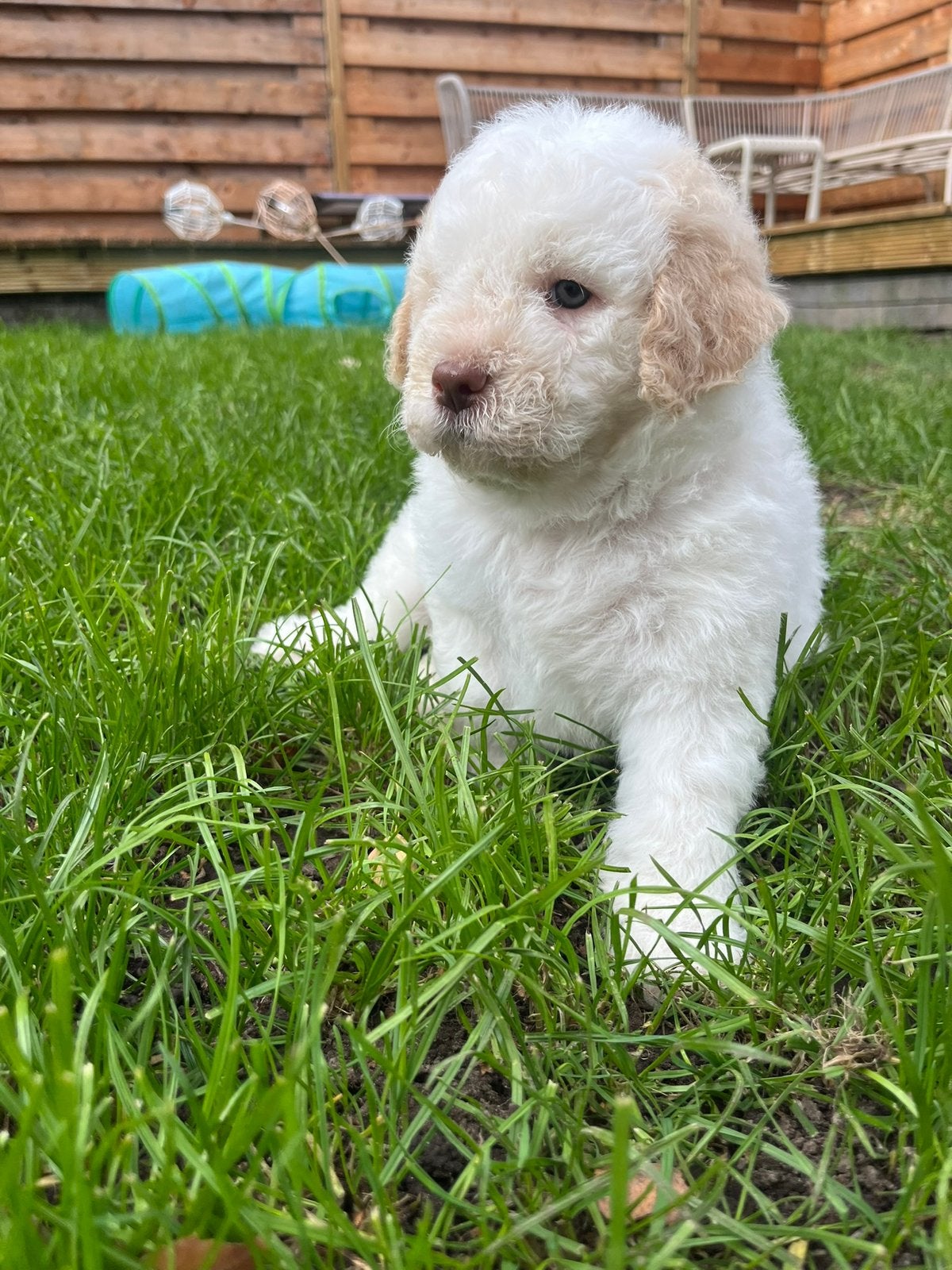 Prachtig nest Lagotto’s (6 weken), Dieren en Toebehoren, 8 tot 15 weken, Meerdere, Meerdere dieren, Middel