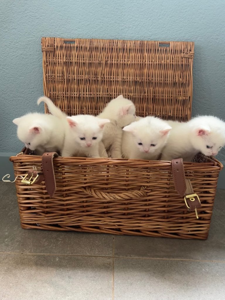 Prachtige Brits korthaar kittens - blue en odd eyed, Dieren en Toebehoren, Katten en Kittens | Raskatten | Korthaar, Meerdere dieren