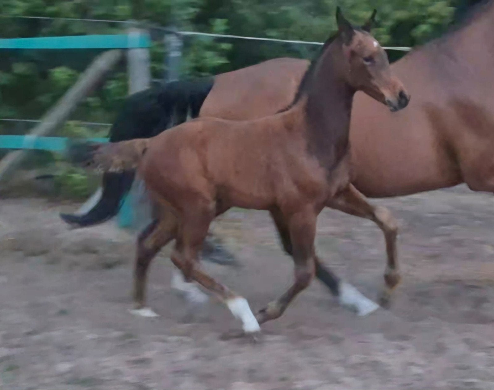 stoer hengstveulen springgefokt,Next in line x Clinton te ko, Hengst, Gechipt, 0 tot 2 jaar
