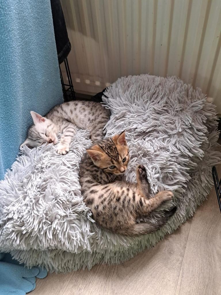 Prachtige Savannah Kittens (Ouders met Stamboom) - Nog 2!, Dieren en Toebehoren, Katten en Kittens | Raskatten | Korthaar, Meerdere dieren