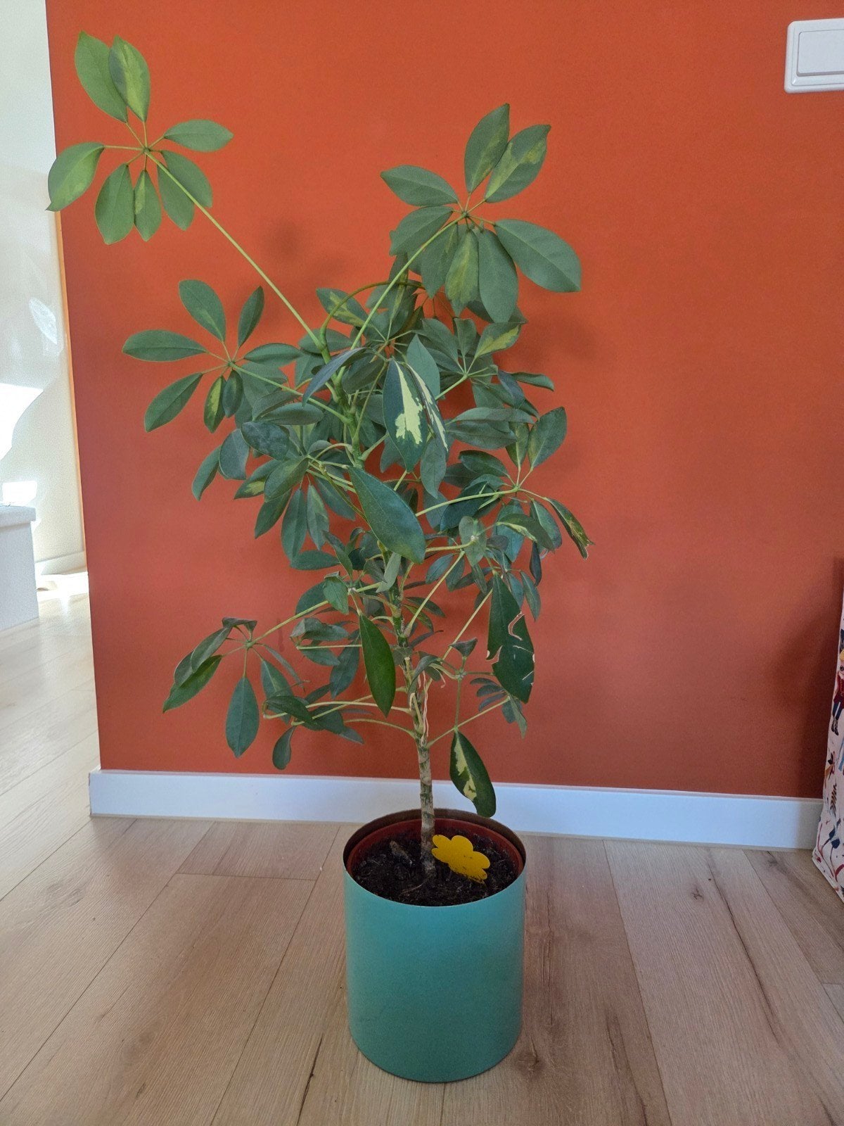 Schefflera plant, Ophalen, Halfschaduw, Overige soorten, Minder dan 100 cm