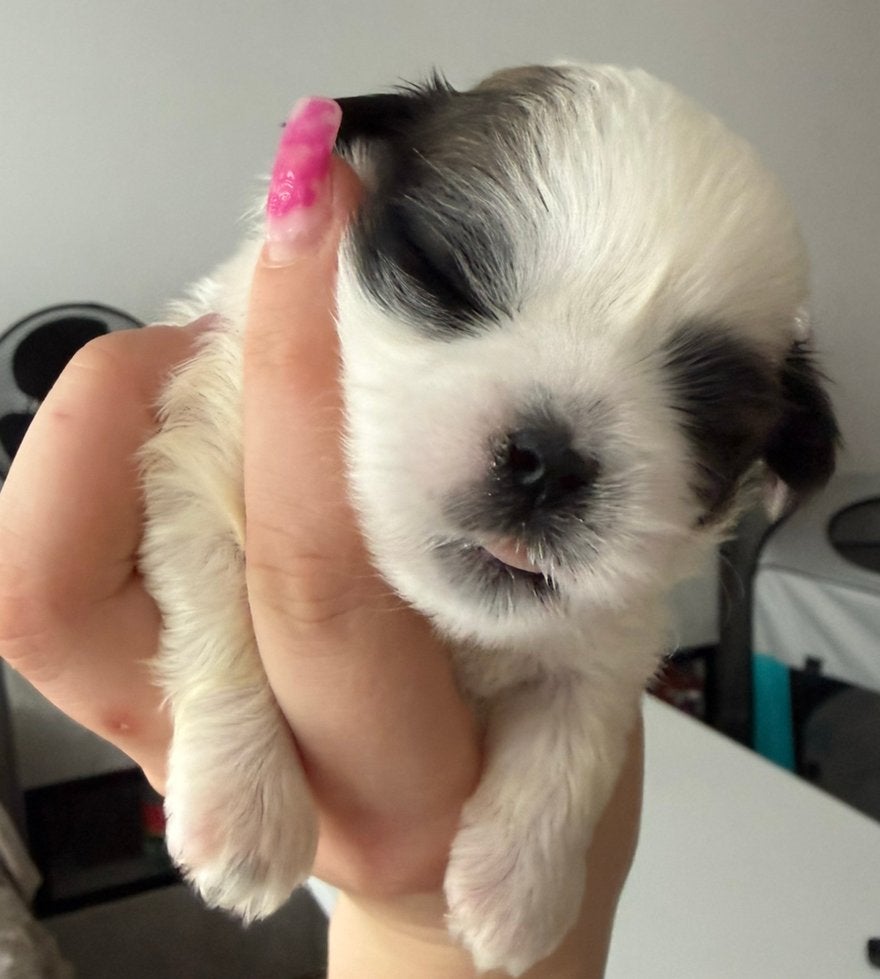 Puppy’s kruising Shih Tzu&Maltezer, Overige rassen, 8 tot 15 weken, Teef, Meerdere