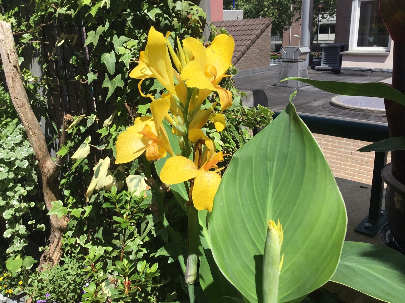 3 x mooie Canna - geel bloem -€9,50 inc pot 3 stek per pot, Tuin en Terras, Planten | Tuinplanten, Ophalen of Verzenden, Overige soorten