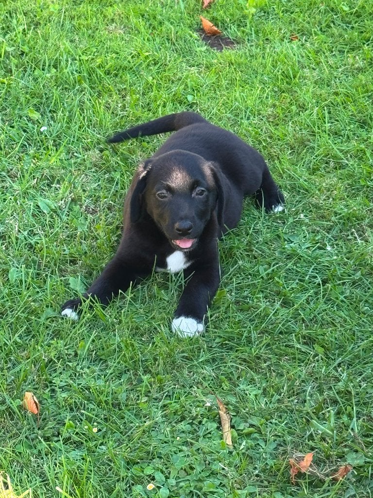 Australian Shepherd x labrador kruising pups, Dieren en Toebehoren, 8 tot 15 weken, Meerdere, Meerdere dieren, Nederland