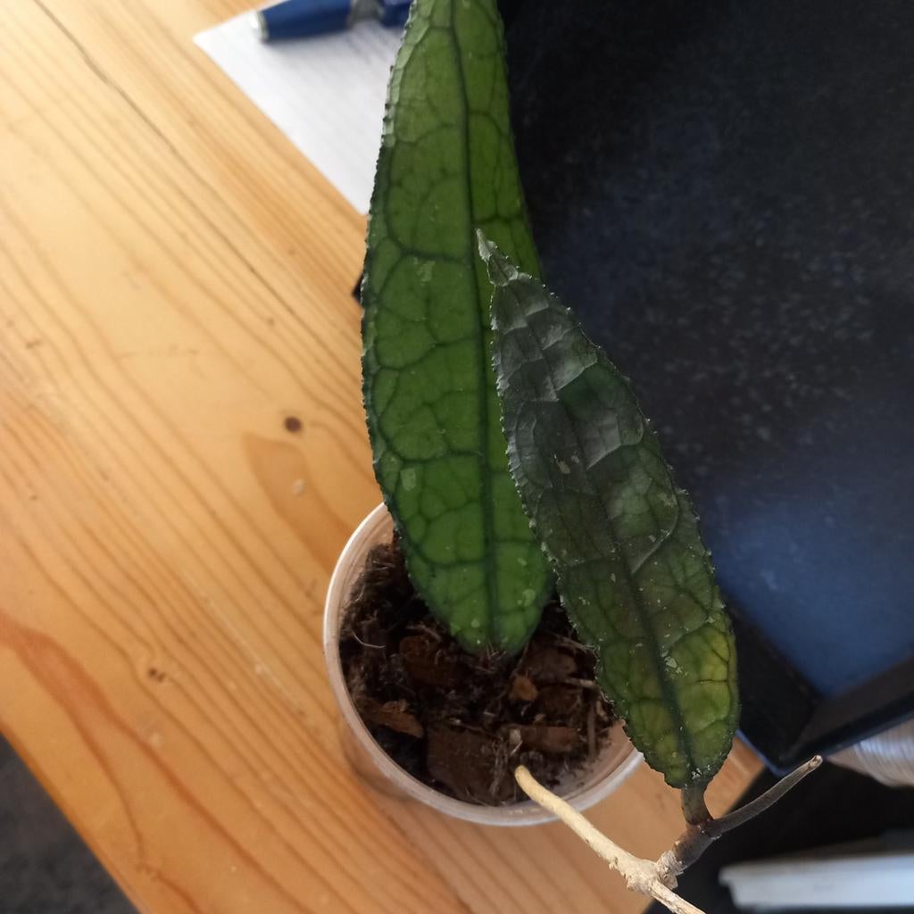 Hoya clemensiorum stek nr 3-9, Ophalen of Verzenden, Halfschaduw, Minder dan 100 cm