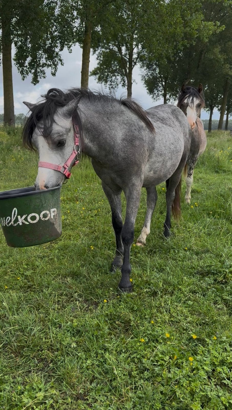 Ponys uit eigen fokkerij, Dieren en Toebehoren, Pony's, E pony (1.48m - 1.57m), Met stamboom, Niet van toepassing, 0 tot 2 jaar