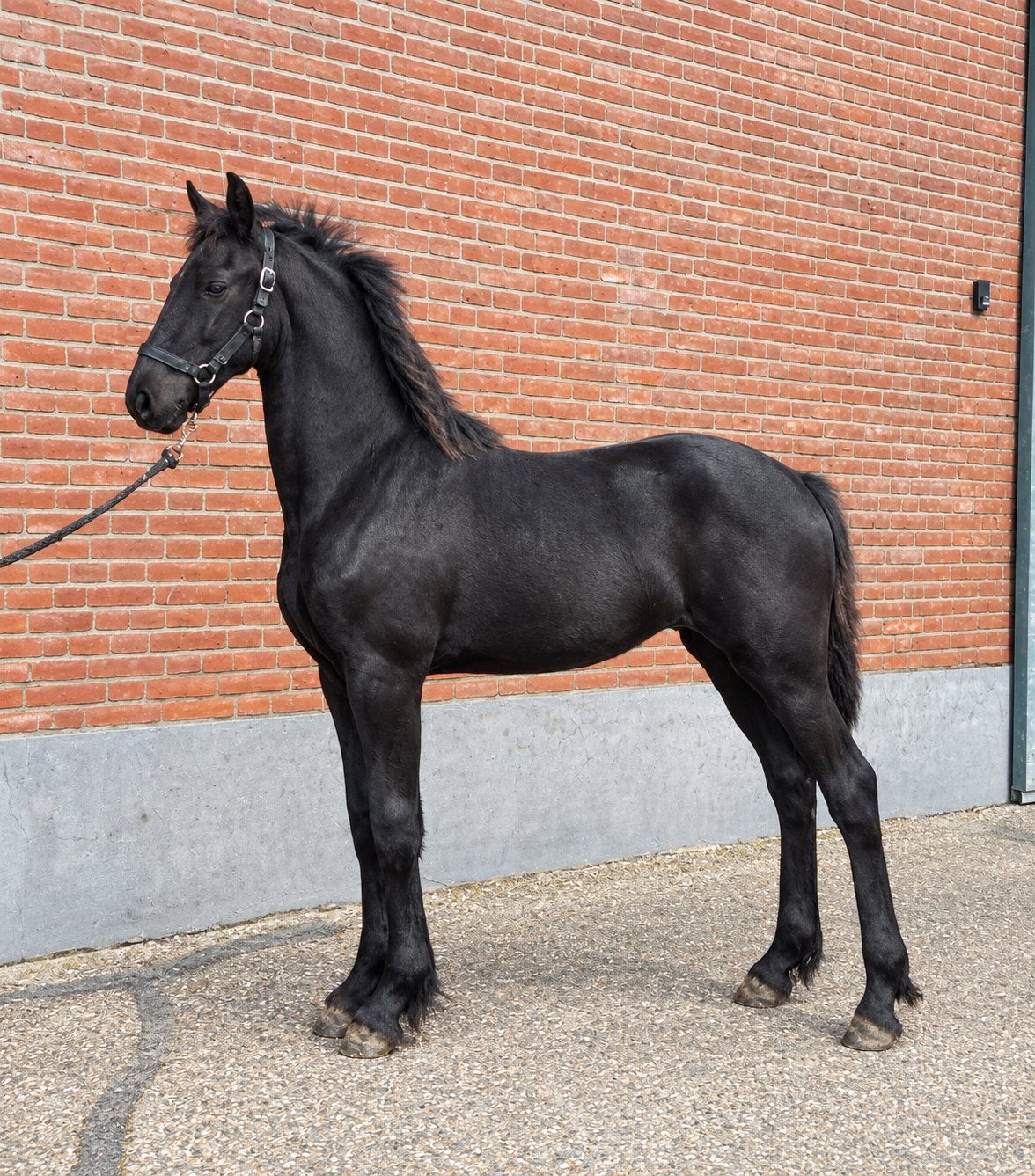 Fries merrieveulen, Dieren en Toebehoren, Merrie, Minder dan 160 cm, Dressuurpaard, 0 tot 2 jaar