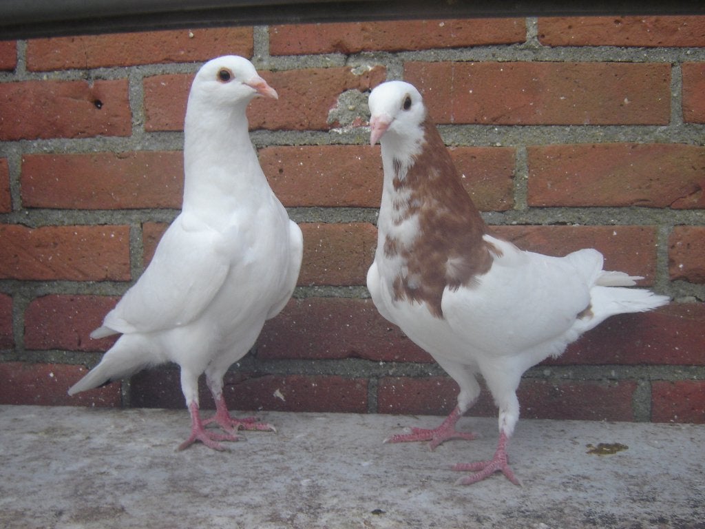 Sierduiven '', Dieren en Toebehoren, Vogels | Duiven, Meerdere dieren, Overige soorten
