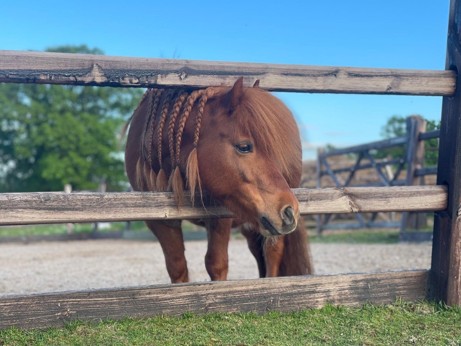 Stalling aangeboden shetlander ruin., Stalling, 1 paard of pony