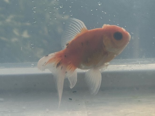 Goudvis voor Aquarium / Vijver, Vis