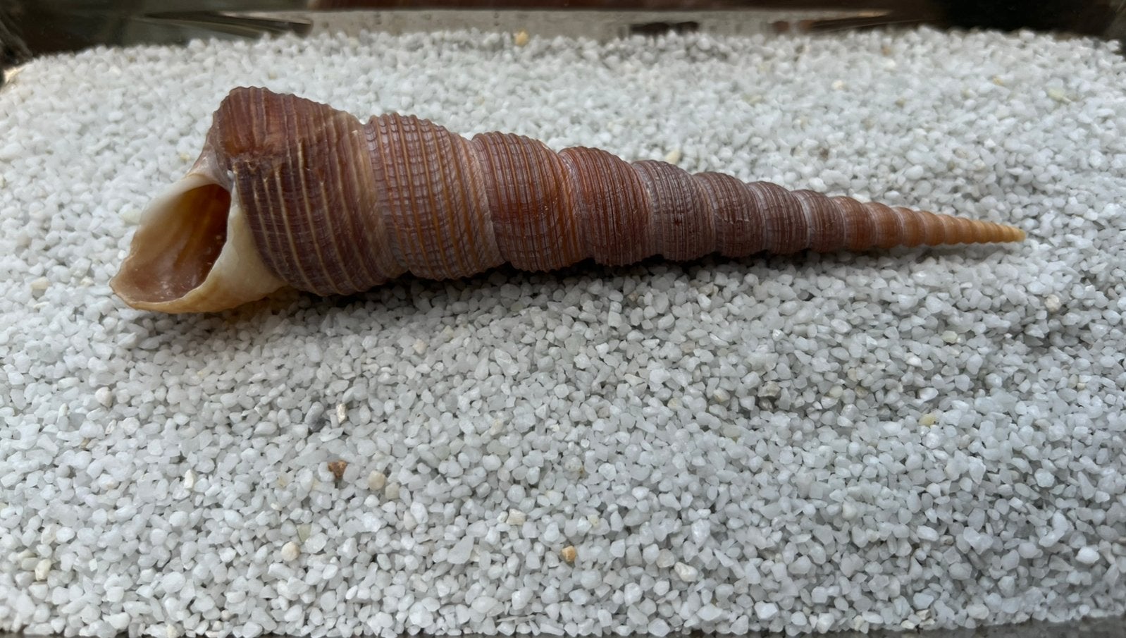 Grote Turritella zeeschelp – 12 cm – bijzonder exemplaar, Verzenden, Schelp(en)