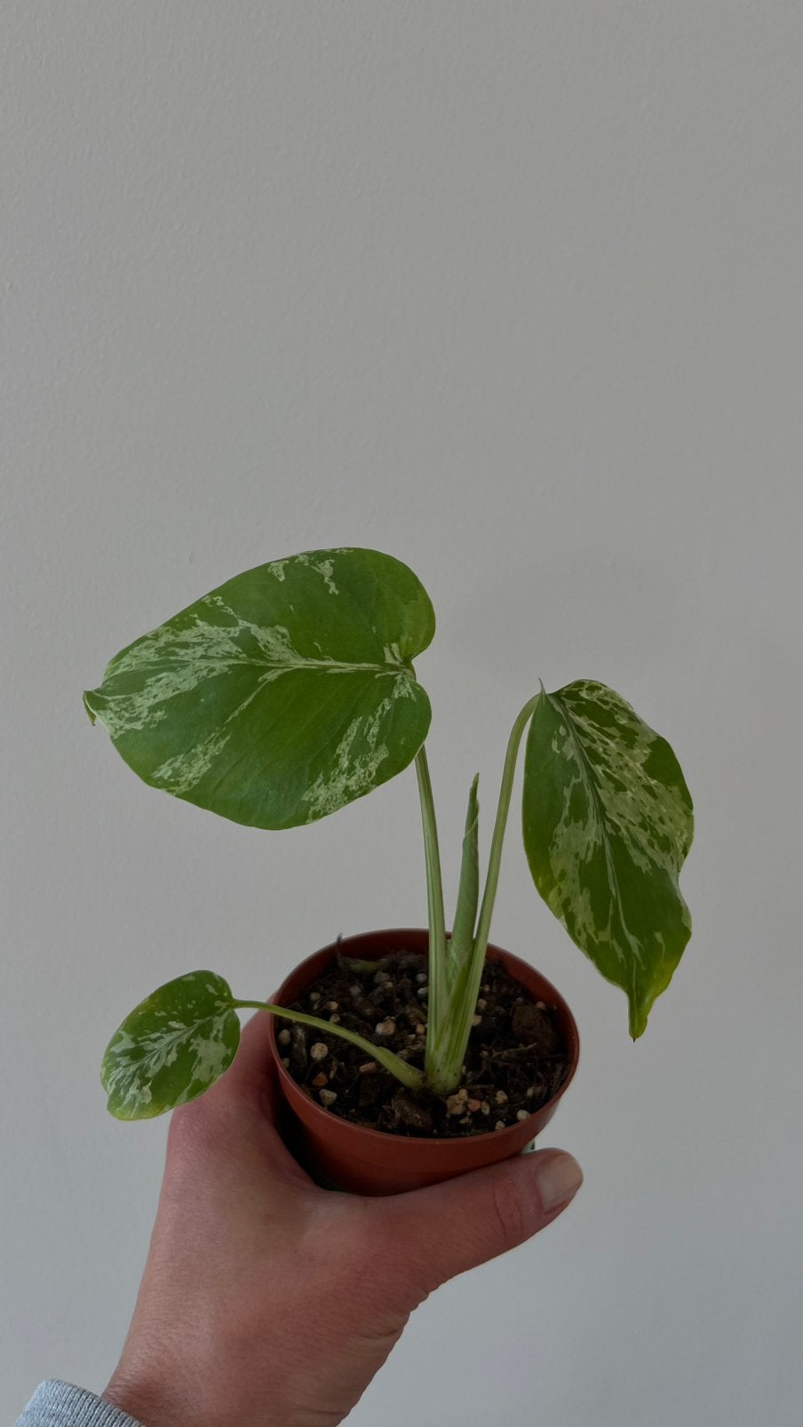 Monstera Bulbosaur, Ophalen of Verzenden, Halfschaduw, Minder dan 100 cm