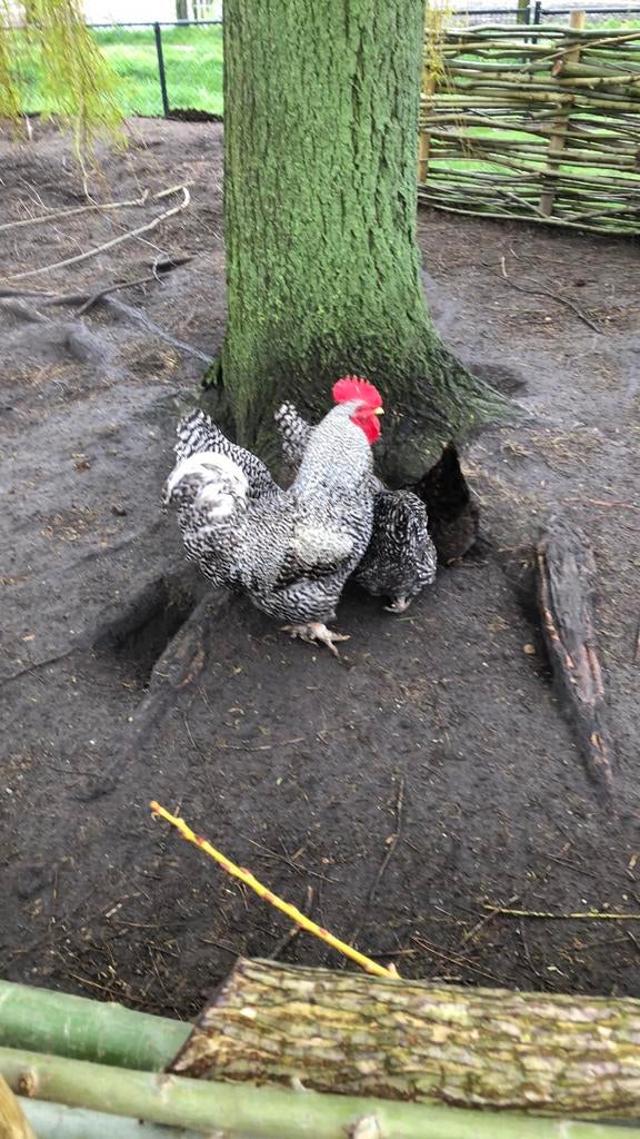 Kuikens van deze Amrock kippen, Dieren en Toebehoren, Pluimvee, Meerdere dieren, Kip