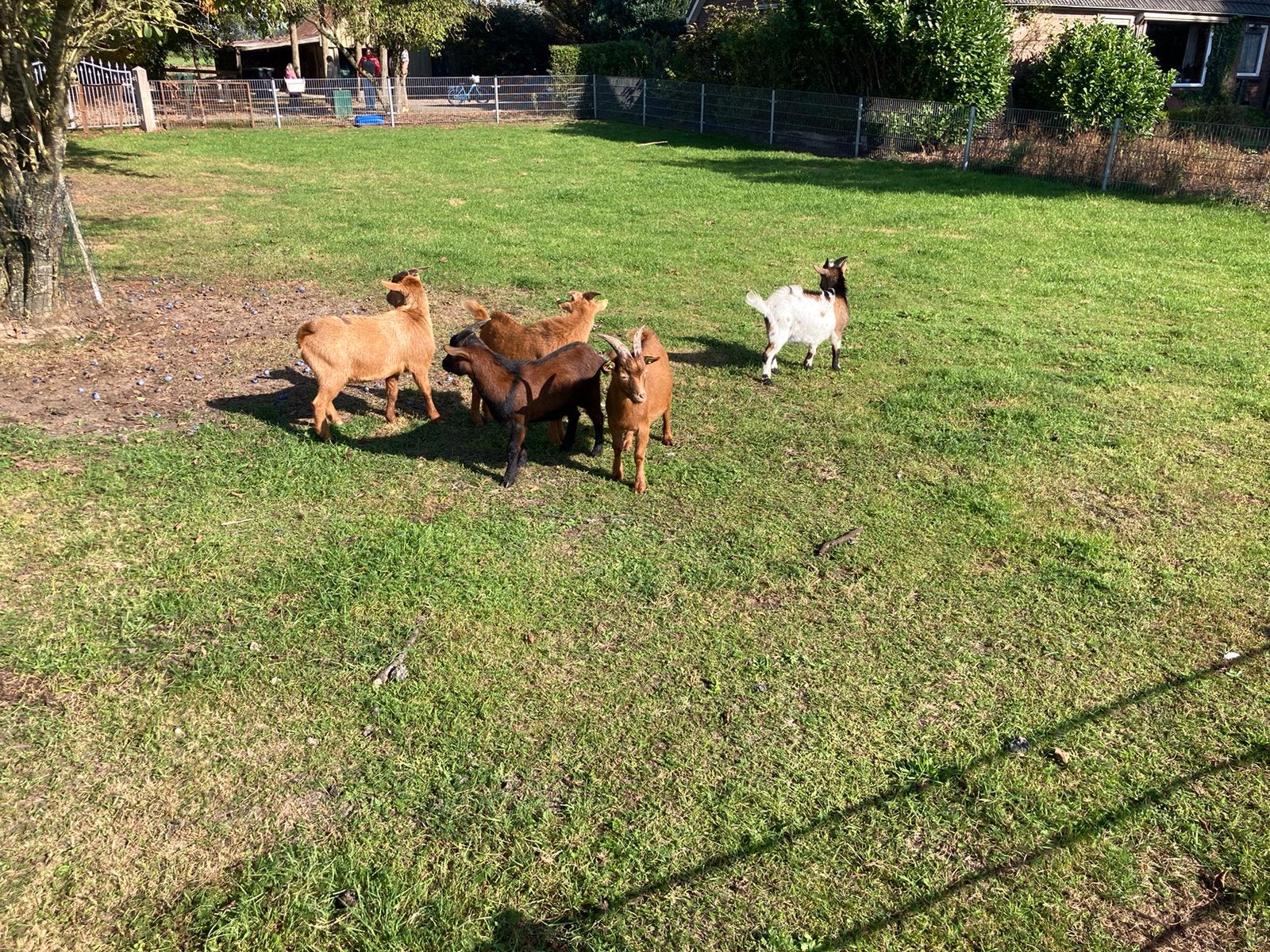 Te koop dekbokken, Meerdere dieren, Geit, 0 tot 2 jaar