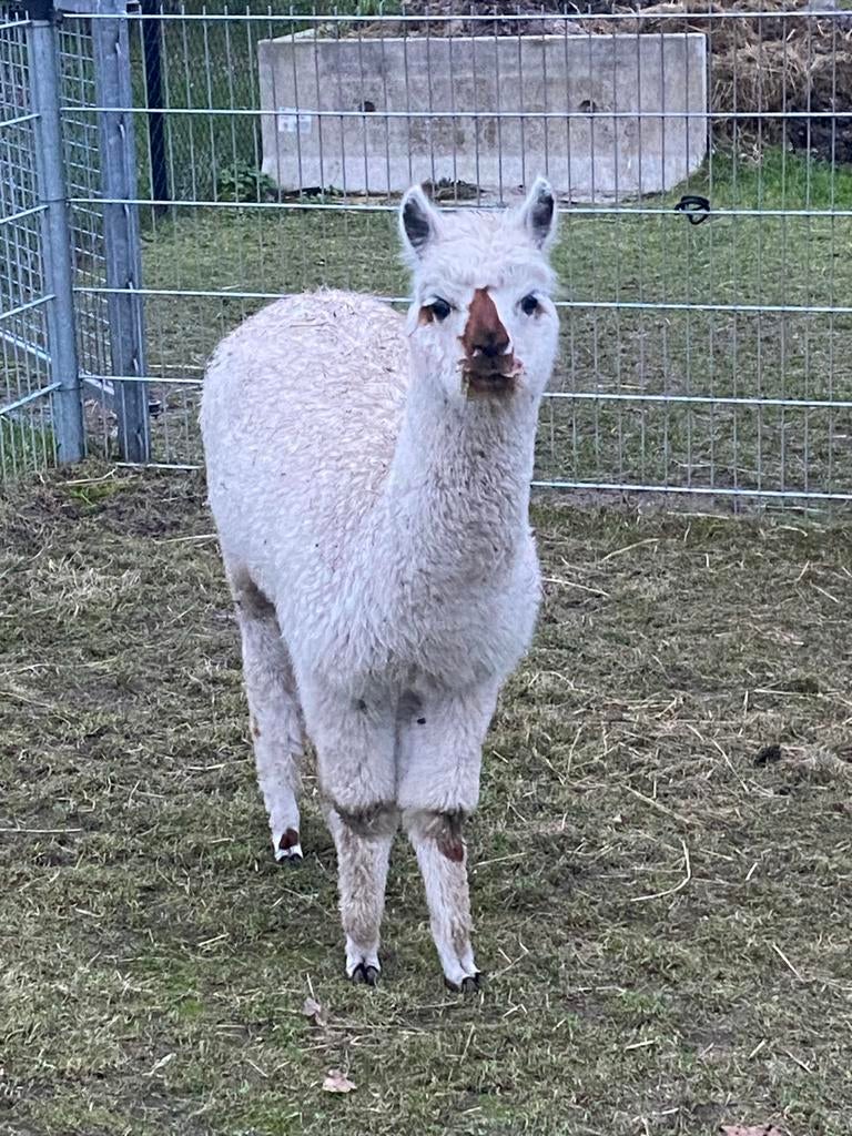 Super lief alpaca koppel, Dieren en Toebehoren, Mei, Meerdere dieren