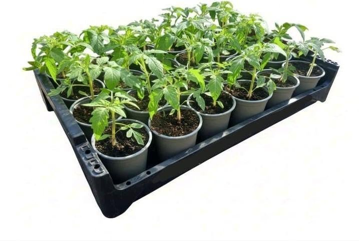 Tomaten planten, Overige soorten, Lente, Minder dan 100 cm, Ophalen