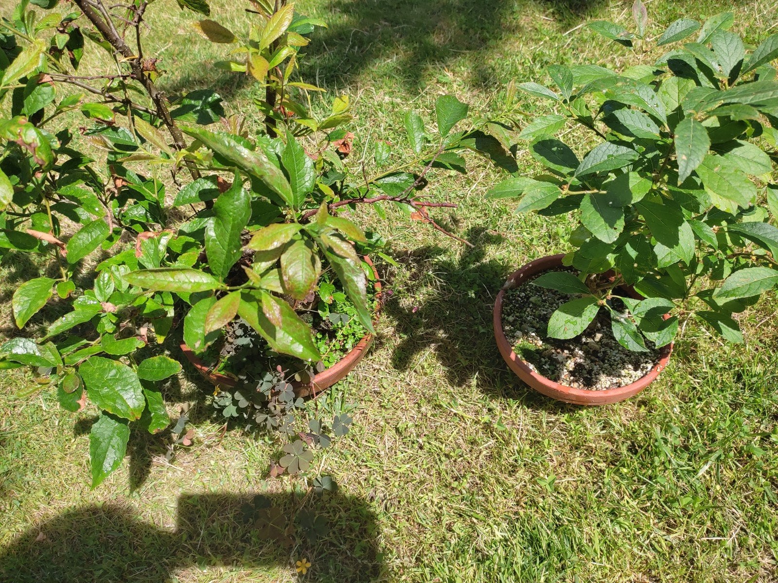 Ilex verticala mannetje en vrouwtje gestyled als bonsai, Tuin en Terras, Overige soorten, Vaste plant, Ophalen of Verzenden, Halfschaduw