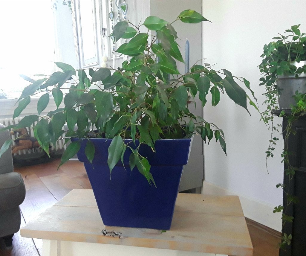 Grote bloempot - kobaltblauw - kobalt blauw (kleine mankemen, Gebruikt, Vierkant, Binnen, Ophalen of Verzenden