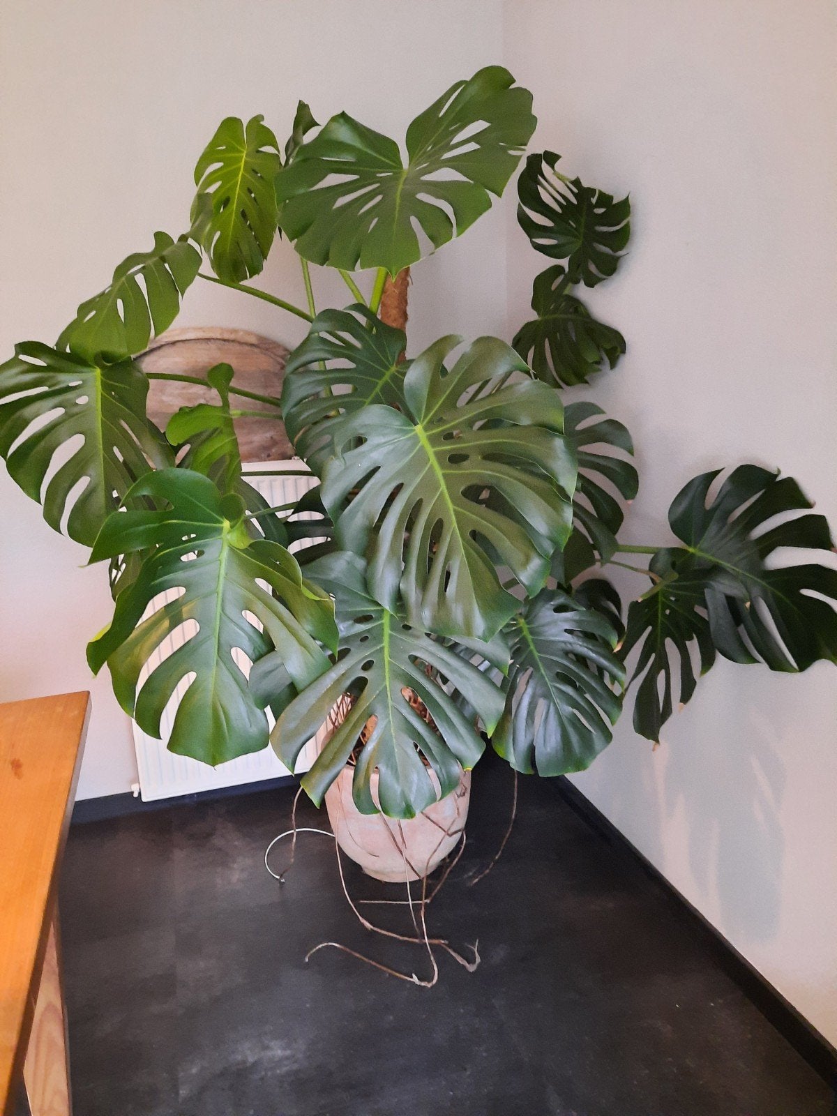 Plant, Monstera, Ophalen, Overige soorten, Halfschaduw, 150 tot 200 cm