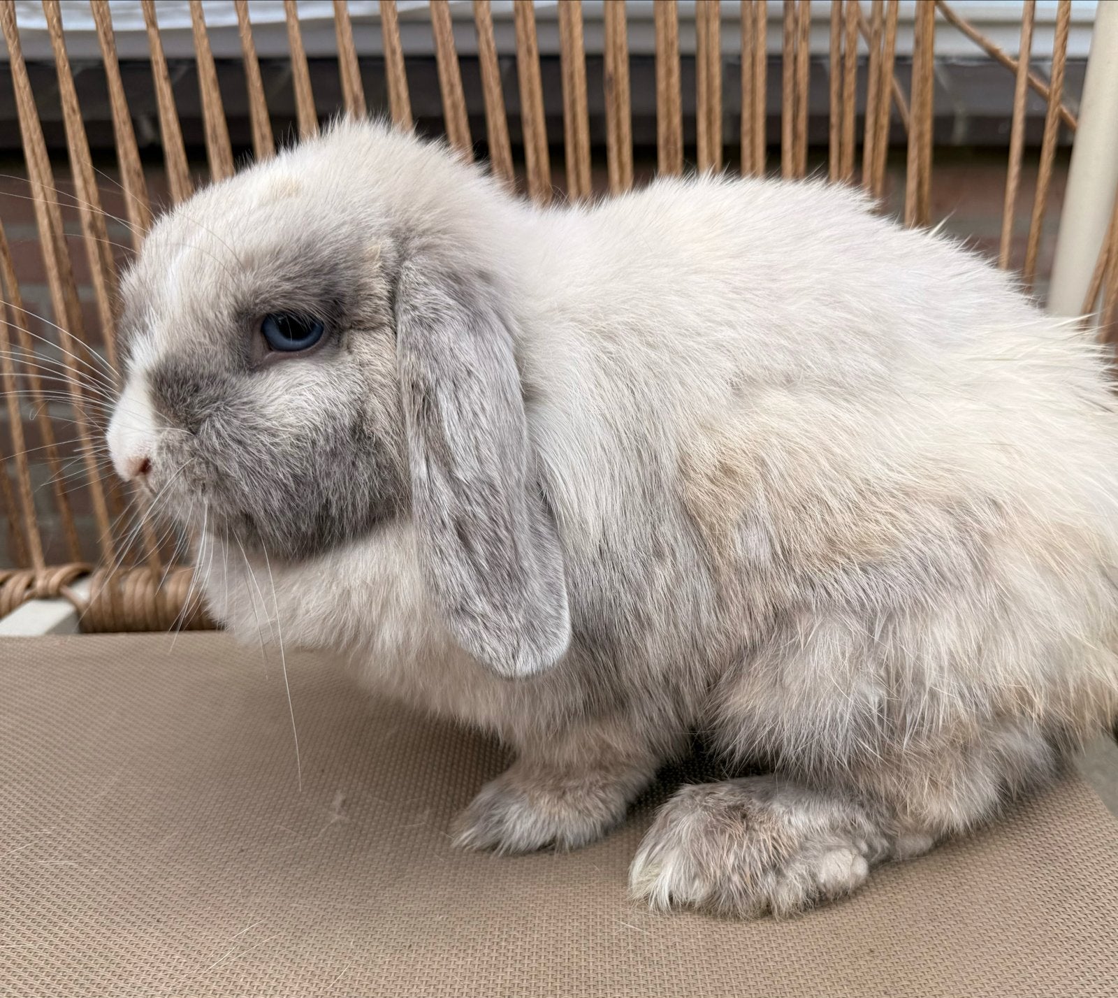 Minilop voedster met twee blauwe ogen, Dieren en Toebehoren, Knaagdieren, Vrouwelijk, Overige typen, Juni, Tam