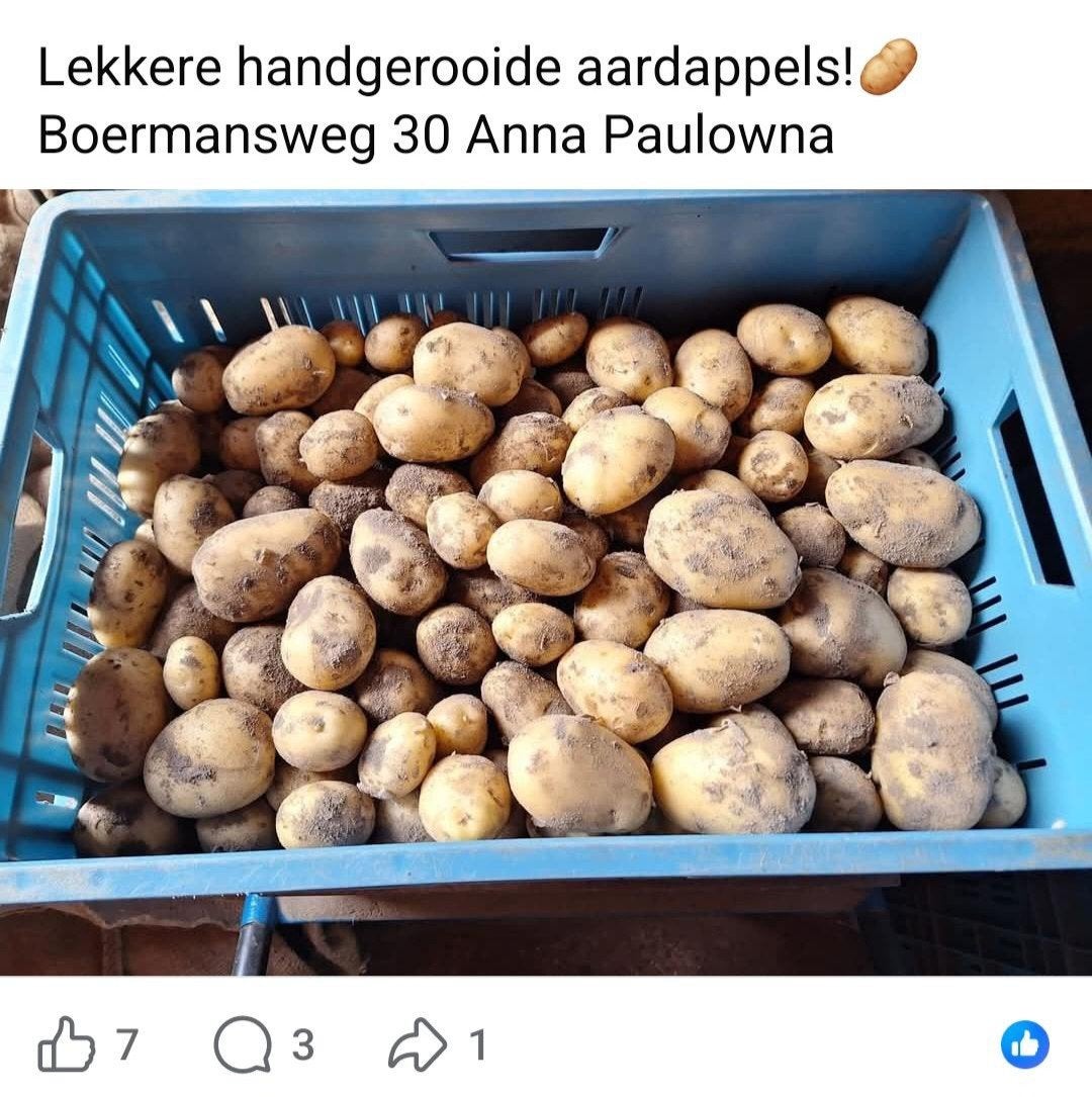 NIEUWE Dore's & Frieslander eetaardappels., Ophalen