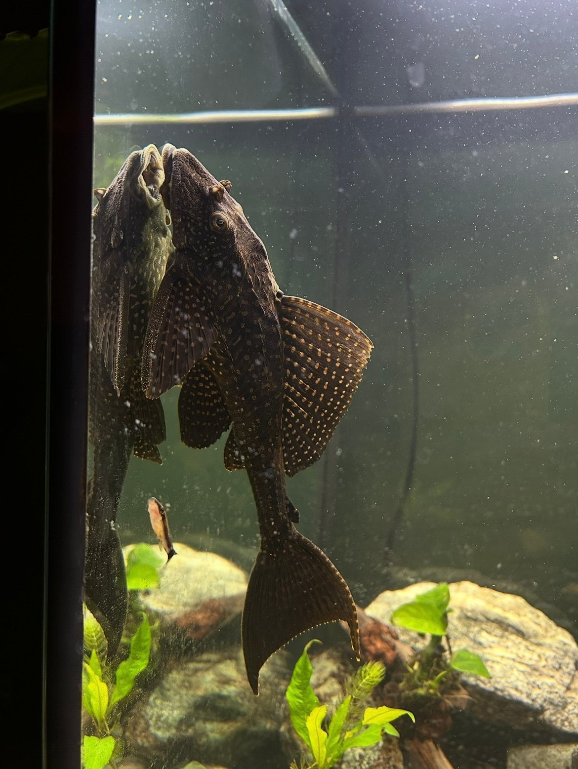 Algeneter, Dieren en Toebehoren, Vissen | Aquariumvissen, Vis