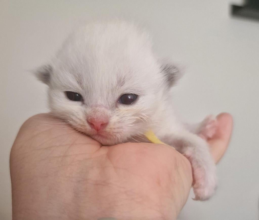 Prachtige Ragdoll kittens uit geteste ouders, Dieren en Toebehoren, Meerdere dieren, Gechipt, 0 tot 2 jaar