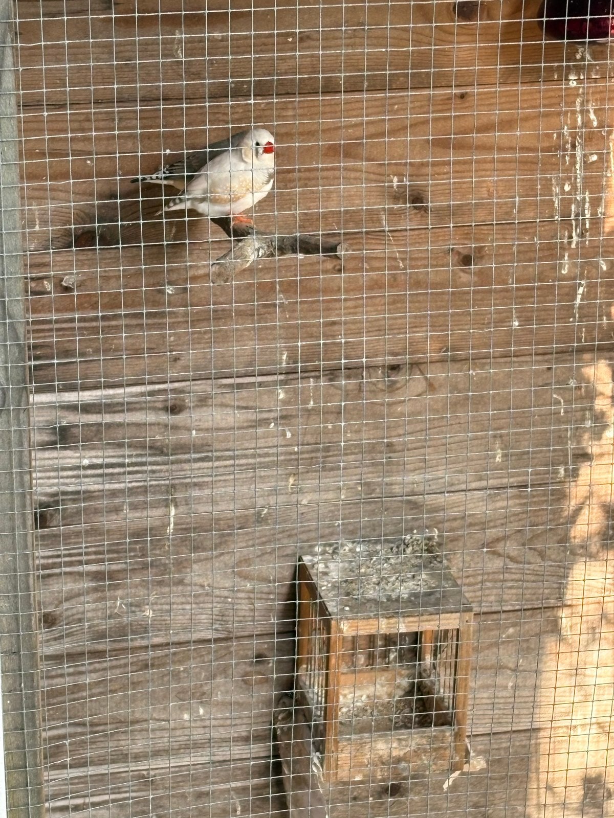 Eerstejaars mannetjes zebravinken te koop, Dieren en Toebehoren, Vogels | Overige Vogels, Mannelijk