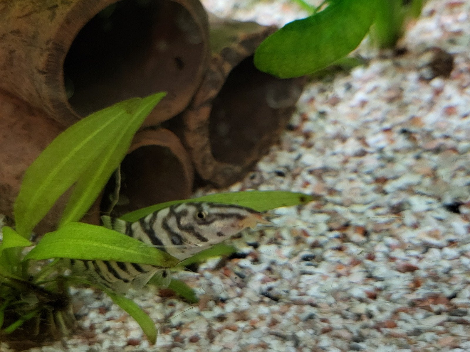 Netbotia, Dieren en Toebehoren, Vissen | Aquariumvissen, Vis, Zoetwatervis