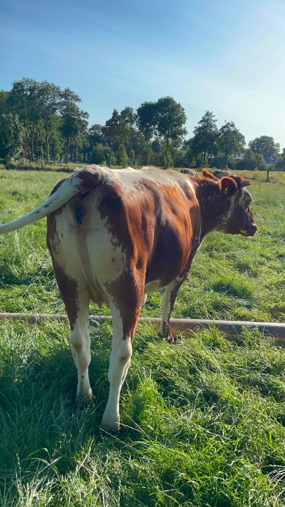 Te koop drachtige witrug vaars, Dieren en Toebehoren, Vrouwelijk, 0 tot 2 jaar