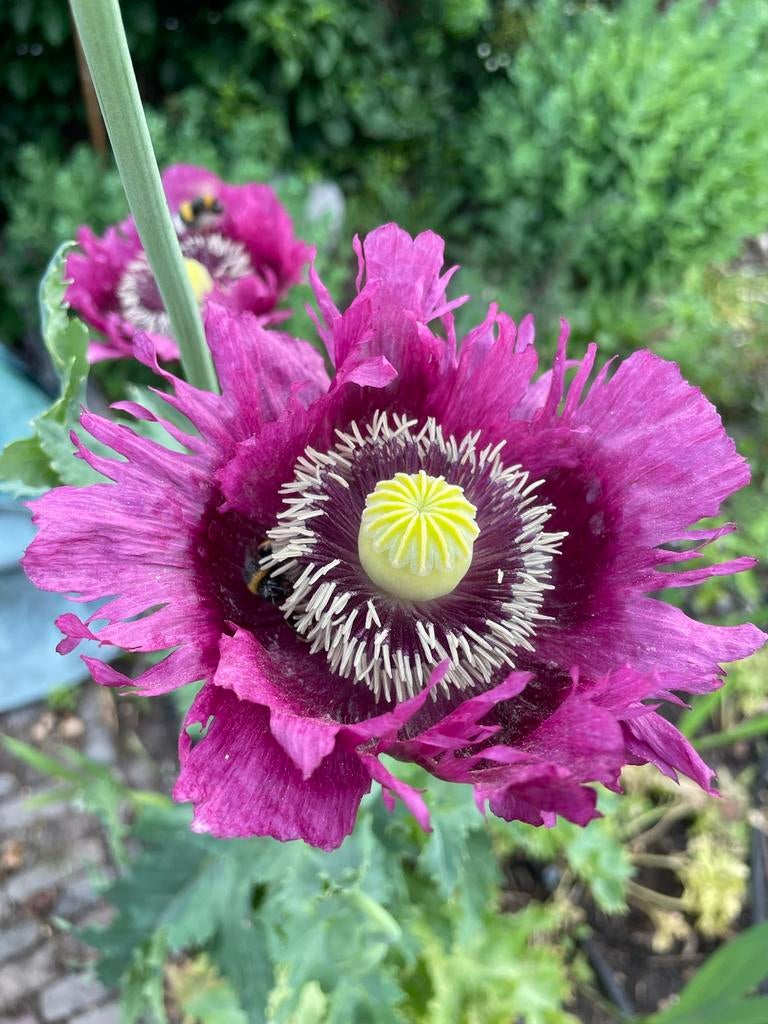 Slaapbol papaver somniferum paeony flowered klaproos zaden, Tuin en Terras, Bloembollen en Zaden, Ophalen of Verzenden, Voorjaar