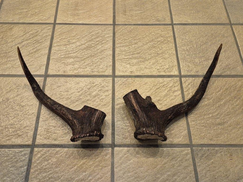 2 Stukken Edelherten Gewei voor Hobby, Decoratie samen €20, Ophalen of Verzenden, Gebruikt, Hert, Gewei of Kop