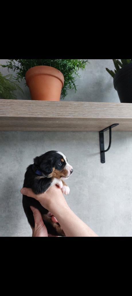 PUP Entlebucher Sennenhond, Dieren en Toebehoren, Parvo, Overige rassen, 8 tot 15 weken, Meerdere