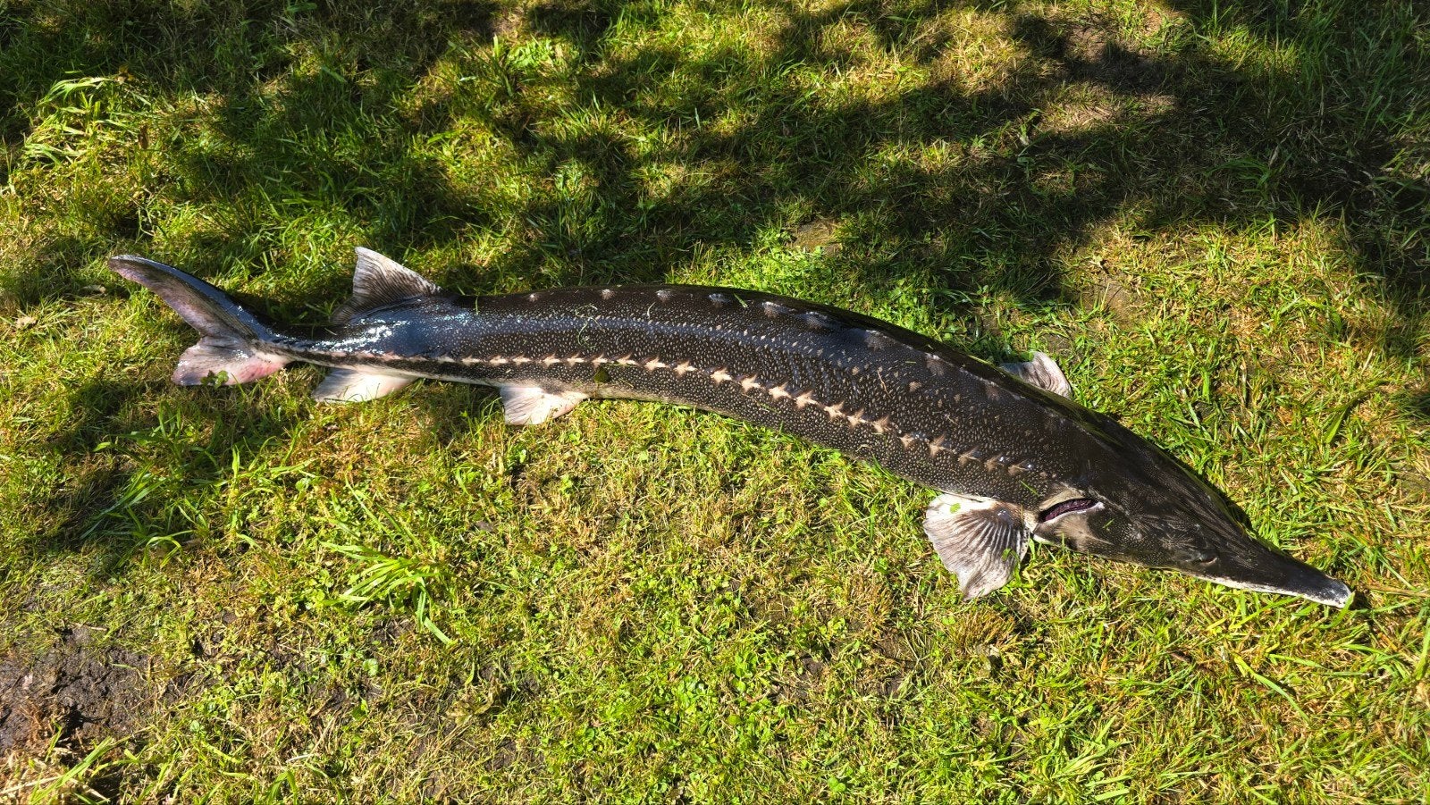 Ster steur (Acipenser stellatus), Dieren en Toebehoren, Steur