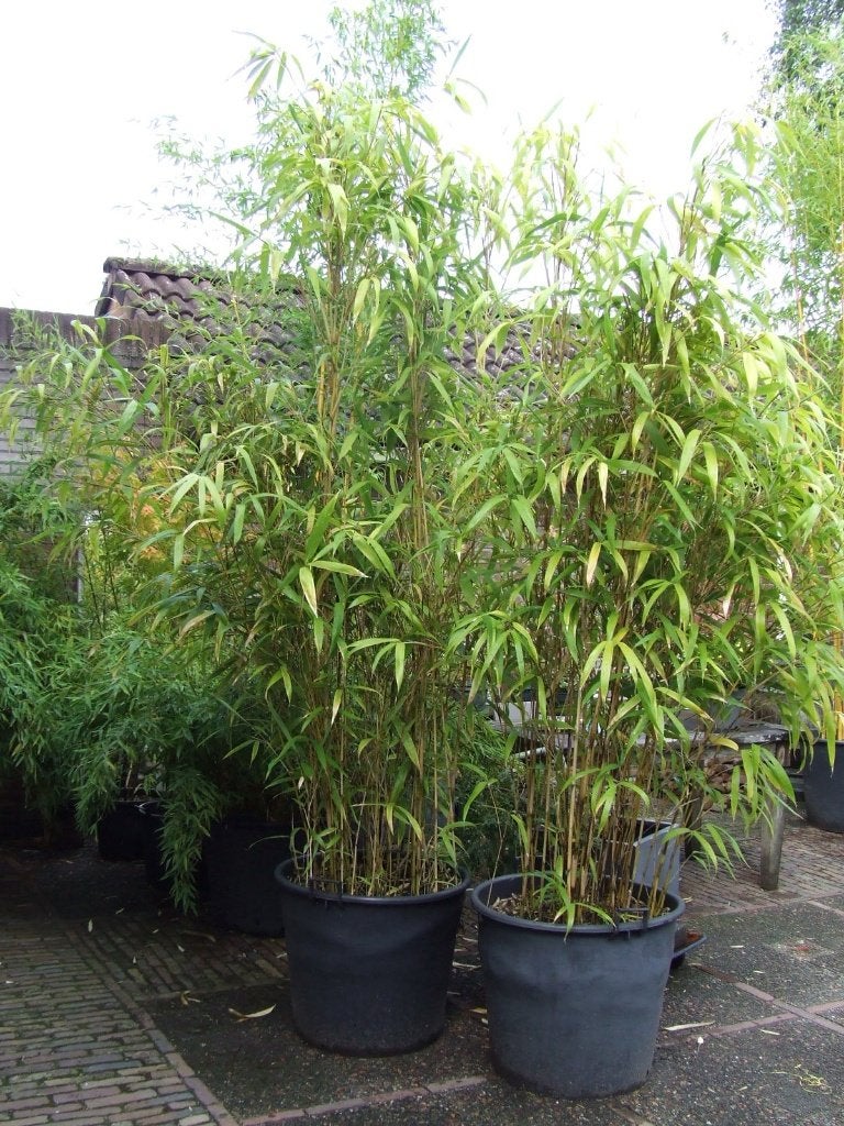 Bamboe Fargesia Murielae Jumbo., Vaste plant, Bloeit niet, Halfschaduw, Ophalen