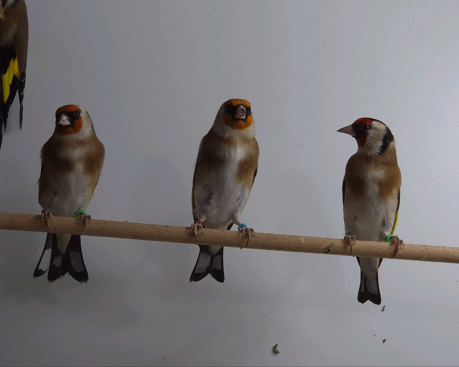 Bloemputters, Dieren en Toebehoren, Mannelijk, Wildzangvogel, Geringd