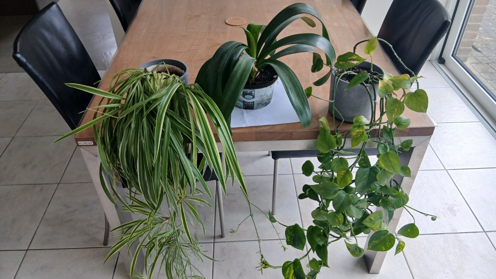 3 kamerplanten, Huis en Inrichting, Kamerplanten, Ophalen of Verzenden