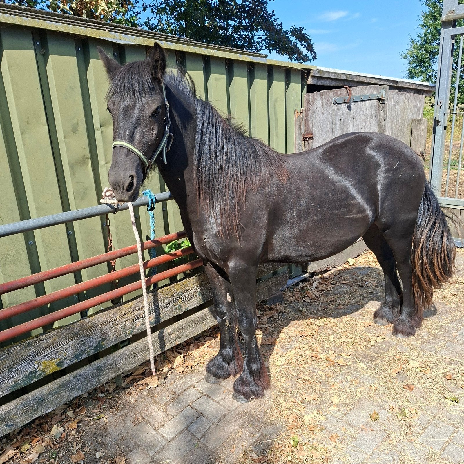 Fell pony's, Met stamboom, Niet van toepassing, 0 tot 2 jaar, Meerdere dieren
