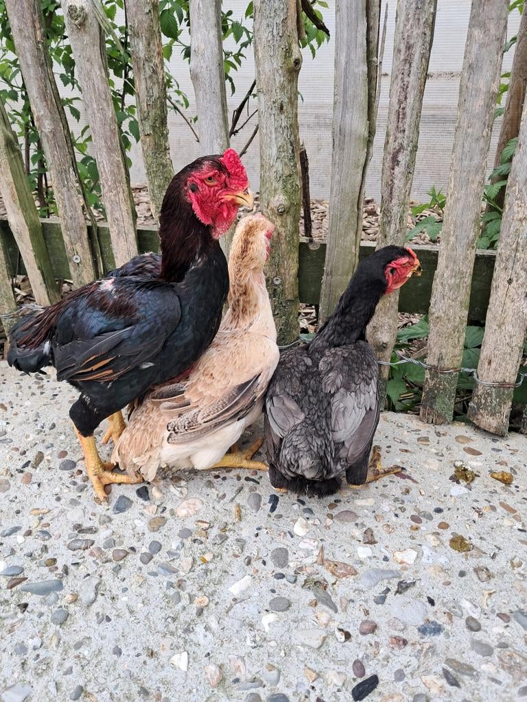 Yamato gunkei kippen, Meerdere dieren, Kip