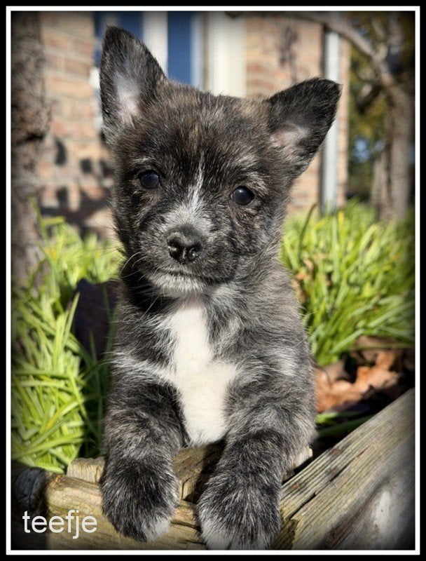 Pomeriaan x Westy kruising pups, Nederland, Overige rassen, 8 tot 15 weken, CDV (hondenziekte)