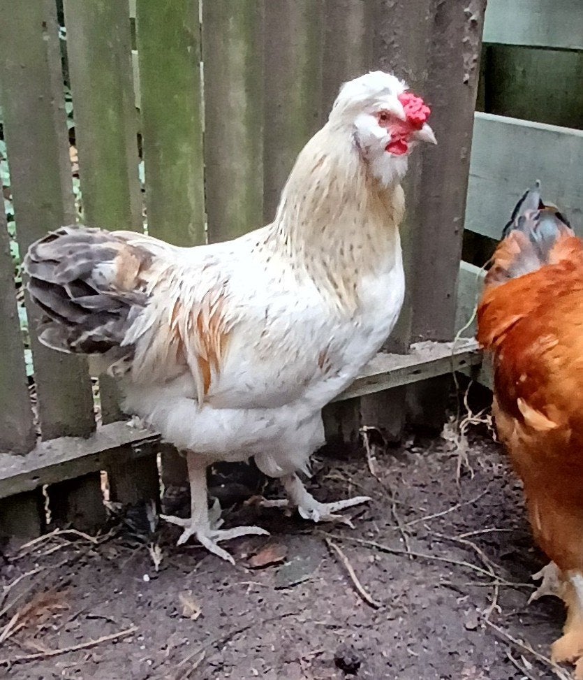 Haan 4 maand oud, kruising kuifhoen X wyandotte gratis, Mannelijk, Kip