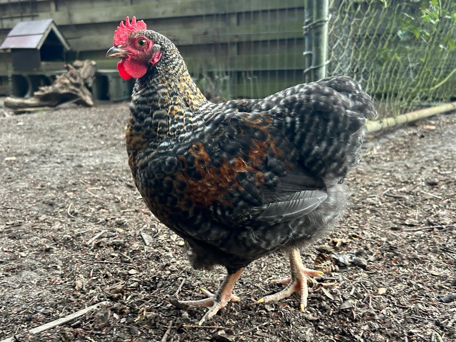 Orpington kriel, Dieren en Toebehoren, Pluimvee, Mannelijk, Kip