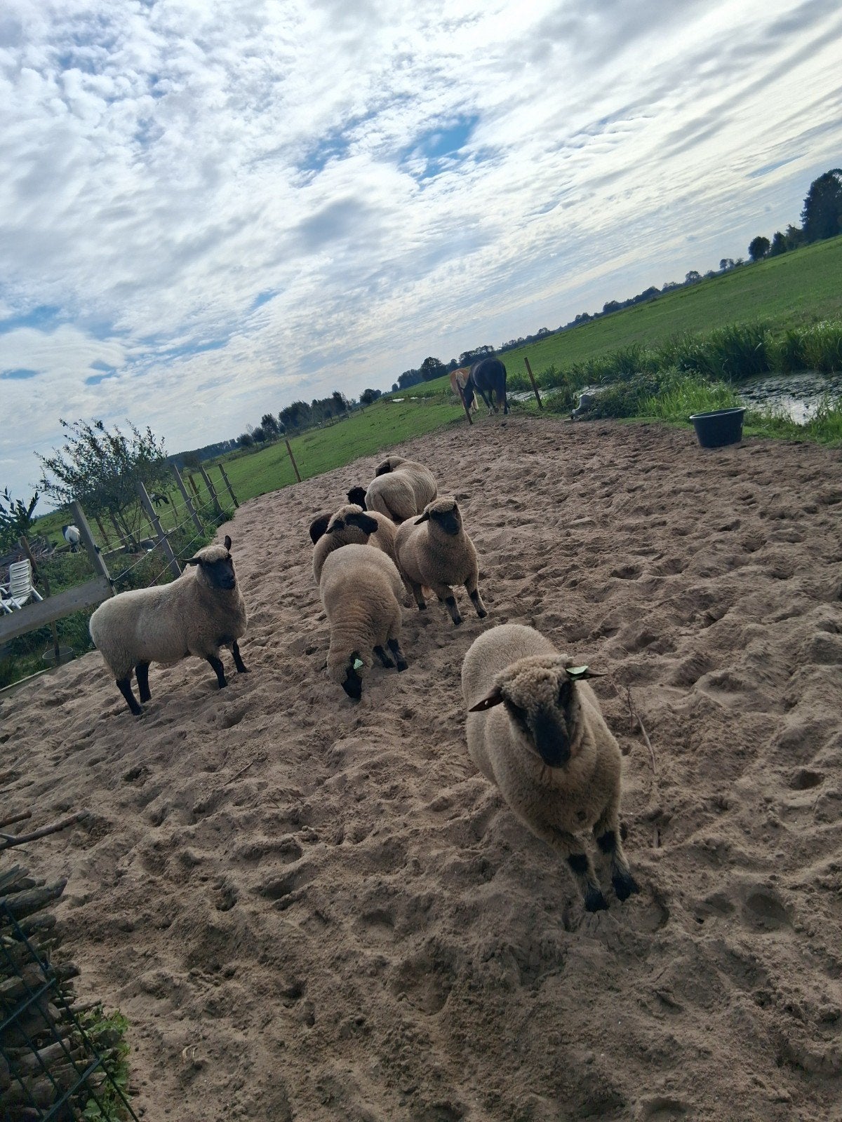 Shropshire ram., Dieren en Toebehoren, Mannelijk, Schaap