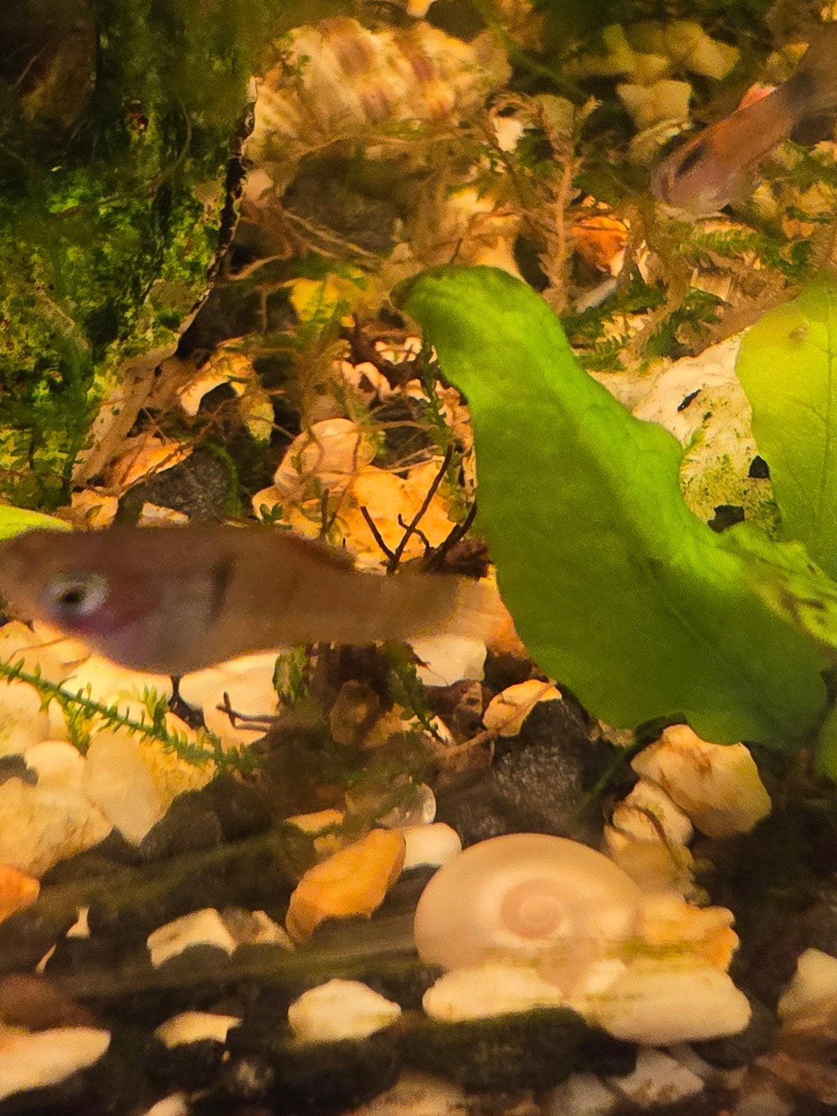 jonge blauwe  oranje vin Plaatje., Dieren en Toebehoren, Vissen | Aquariumvissen, Vis, Zoetwatervis, Schoolvis